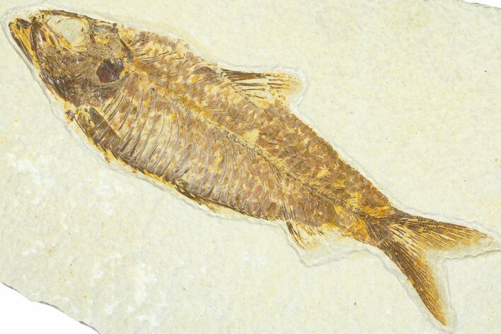 Detailed Fossil Fish (Knightia) - Wyoming #367438
